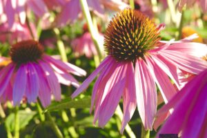 A close up horizontal image of purple coneflowers growing in the garden pictured in light sunshine.