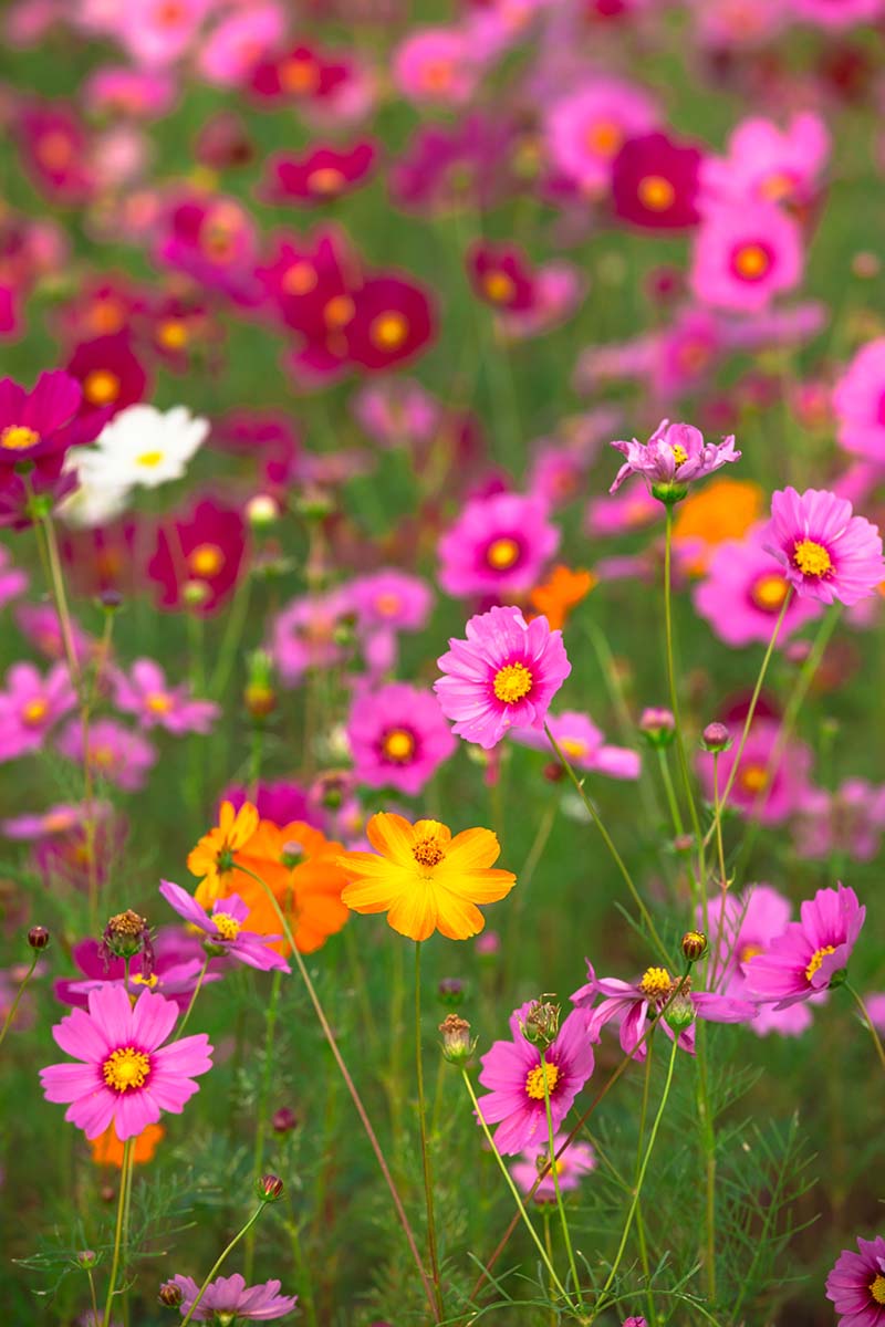A vertical image of colorful cosmos flowers growing in a wildflower meadow.
