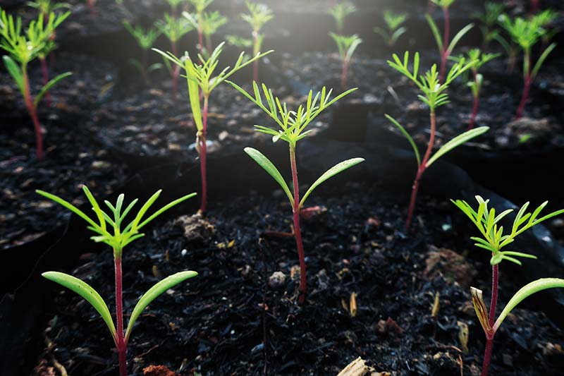 A close up horizontal image of seedlings growing in the garden pictured in light filtered sunshine.