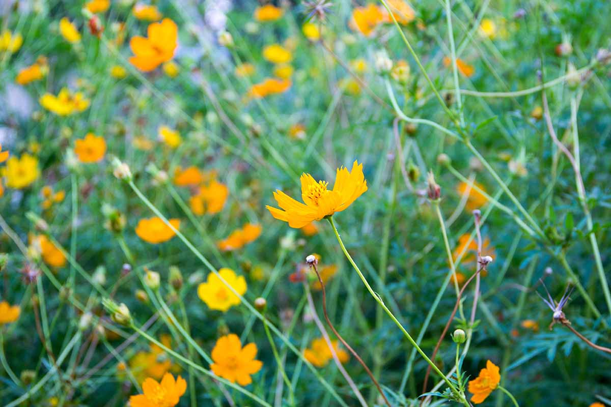 A horizontal image of a wildflower meadow filled with yellow cosmos flowers.