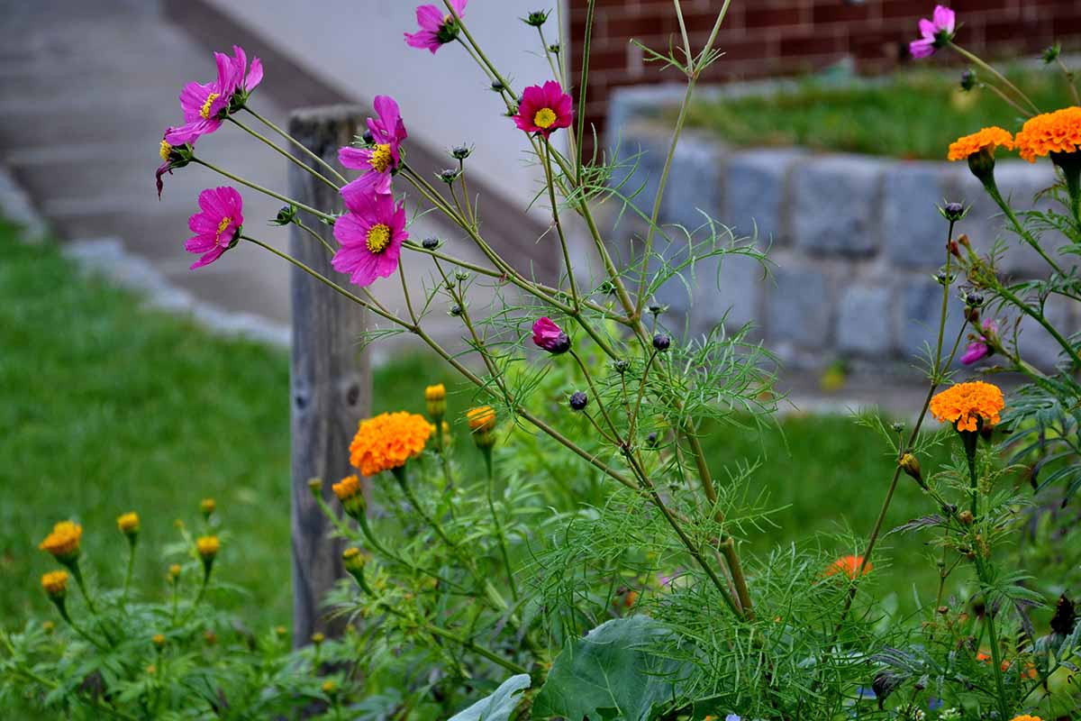 A close up horizontal image of cosmos and marigolds growing in the garden with a wall in soft focus in the background.