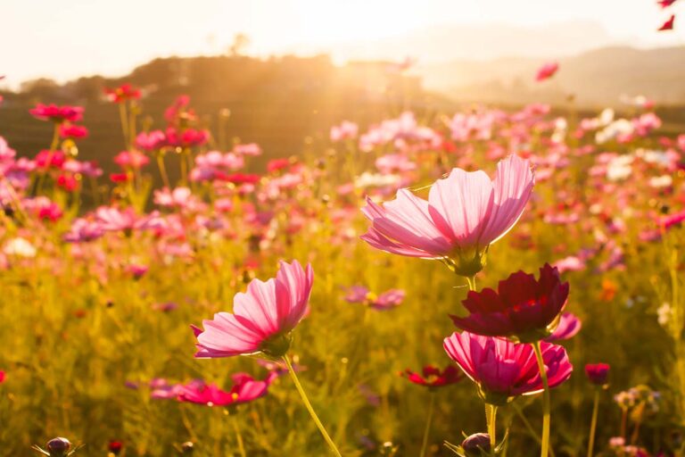 How to Grow and Care for Cosmos Flowers | Gardener's Path