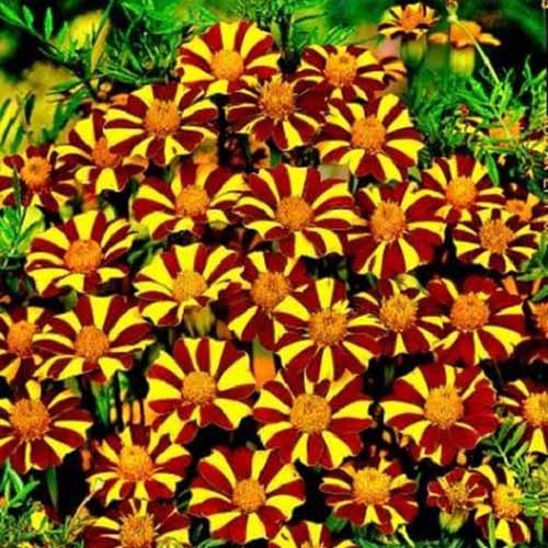 A close up square image of the dramatic deep red and yellow bicolored flowers of Tagetes 'Court Jester' pictured in bright sunshine.
