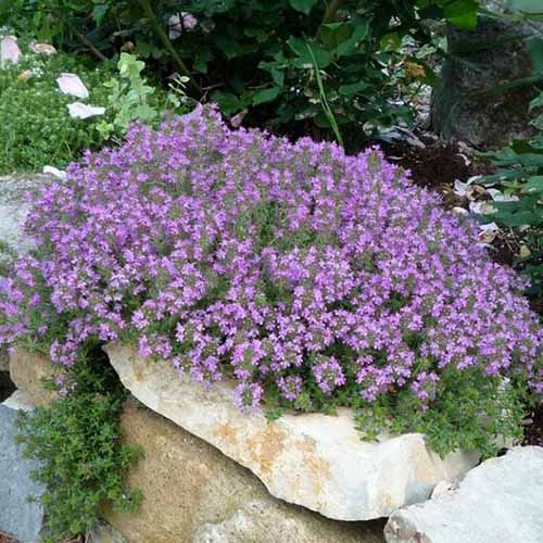 A close up square image of a clump of creeping thyme growing in a rockery.