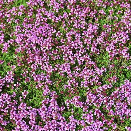 A square image of creeping thyme growing as a ground cover in the garden.