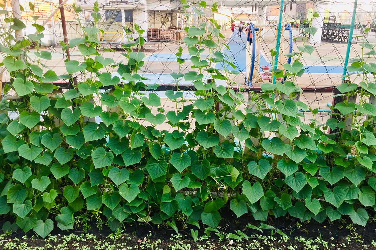 A close up horizontal image of a row of cucumber plants growing on a chain link fence with a public park in the background.