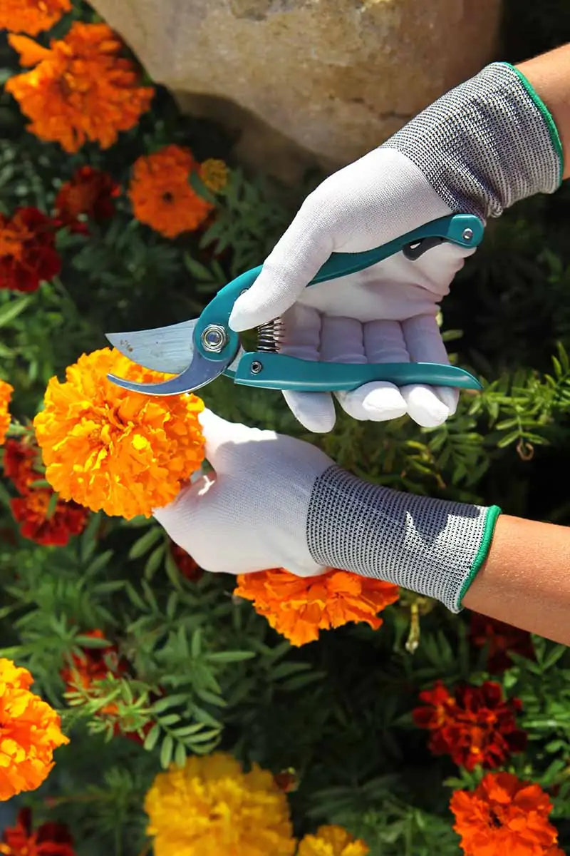 A close up vertical image of a gardener holding a pair of pruners cutting marigold flowers from the garden.