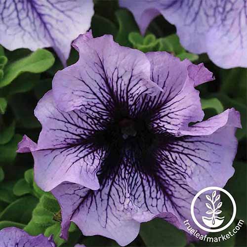 A close up square image of the deep and light purple flowers of Daddy series petunias pictured on a soft focus background. To the bottom right of the frame is a white circular logo with text.