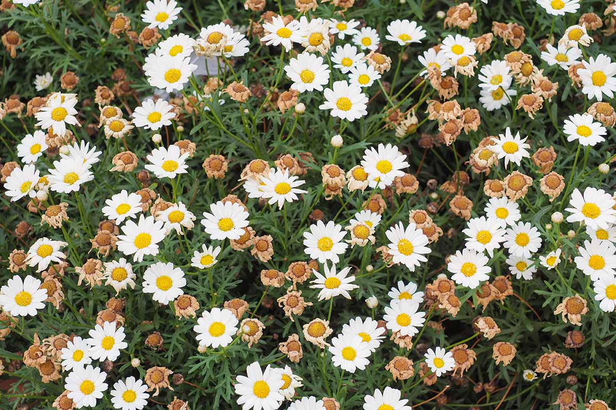 A close up horizontal image of a large patch of daisy flowers with spent blooms.