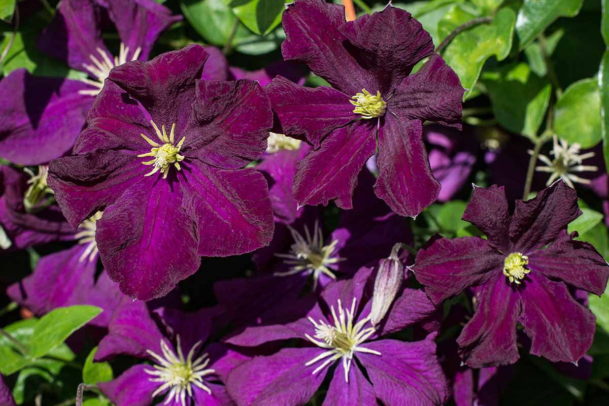 A close up horizontal image of the deep purple flowers of 'Etoile Violette' growing in the garden pictured in bright sunshine.