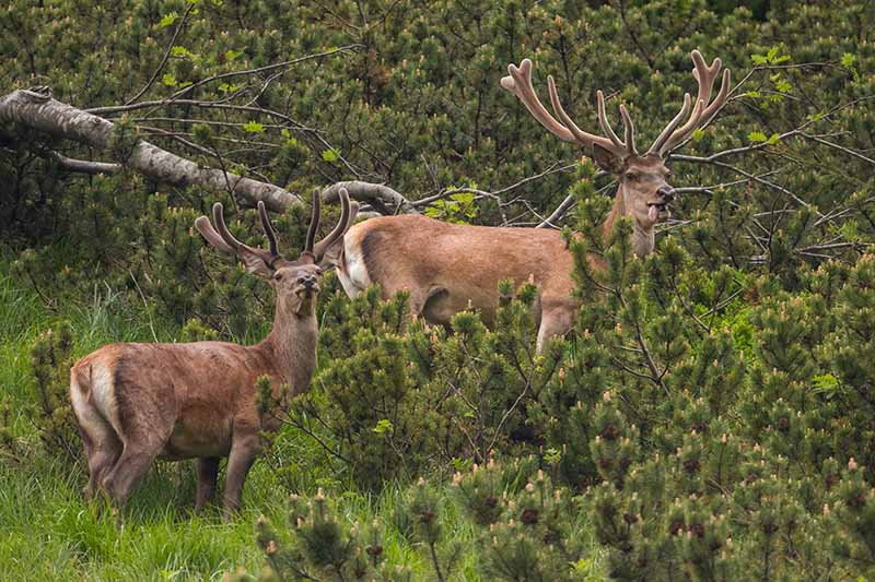 A close up horizontal image of two deer on the side of a mountain munching on foliage.