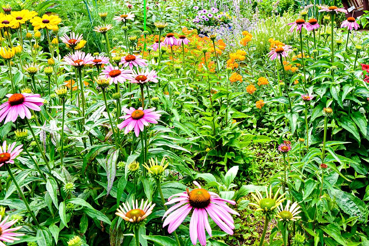 A horizontal image of native wildflowers growing in a naturalized planting.