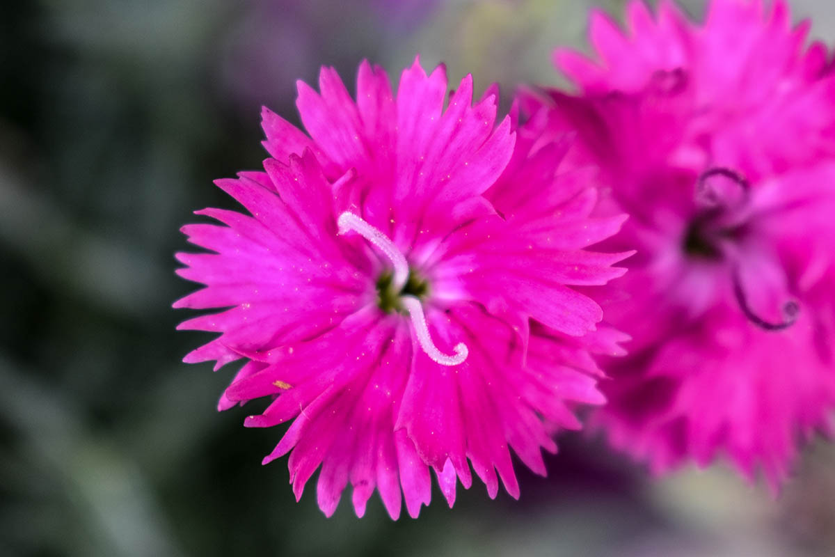 A close up horizontal image of a bright pink 'Firewitch' dianthus flower pictured on a soft focus background.