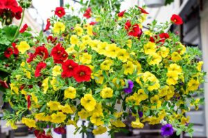 A close up horizontal image of red and yellow petunias growing in a hanging basket.