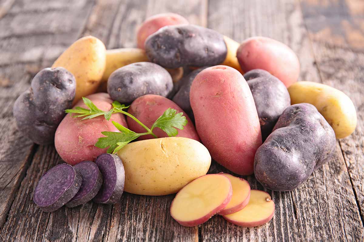 A close up horizontal image of a pile of different types of potatoes on a wooden surface.