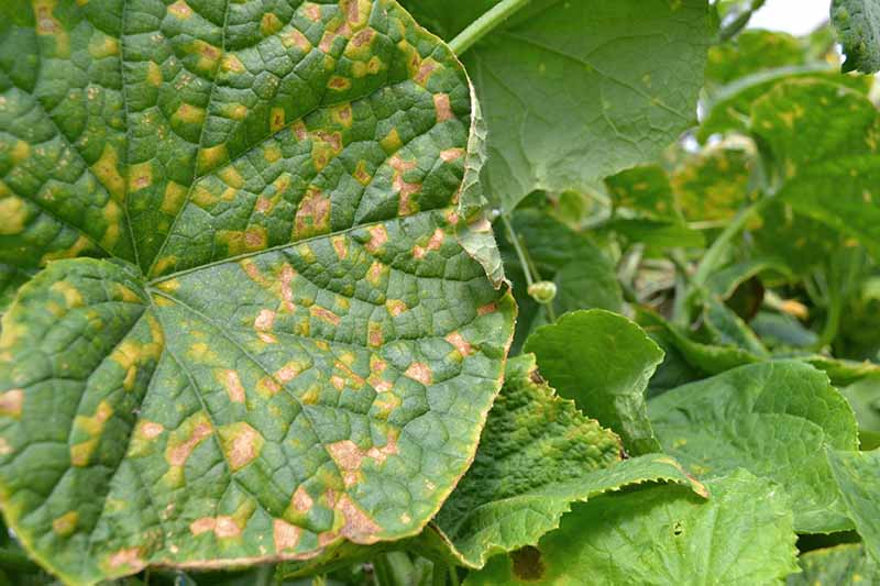 A close up horizontal image of the symptoms of downy mildew on the leaf of a plant.