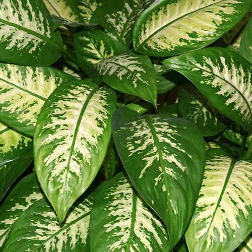 A close up of the foliage of a dumb cane plant.