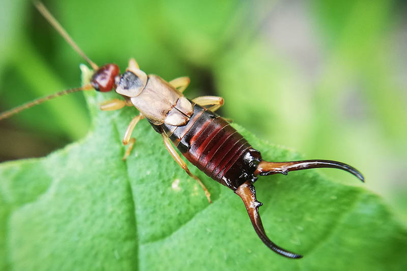 A close up horizontal image of an earwig on the edge of a leaf pictured on a green soft focus background.