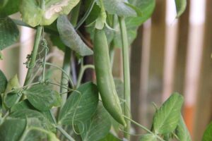 A close up horizontal image of a ready to harvest sugar snap pea growing in the garden pictured on a soft focus background.