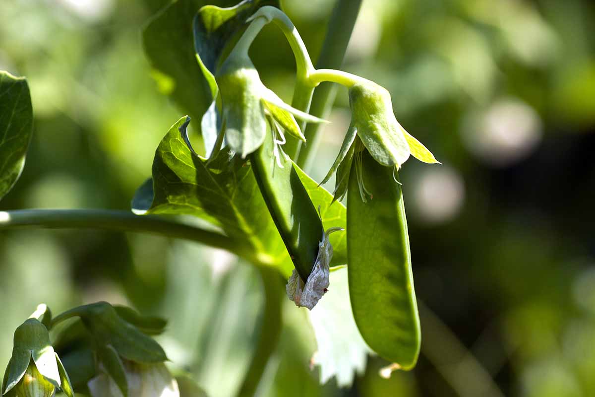 A close up horizontal image of peas with edible pods growing in the garden pictured on a soft focus background.