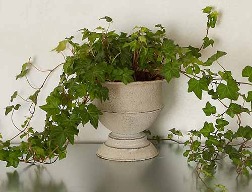 A close up horizontal image of green English ivy growing in a ceramic urn.