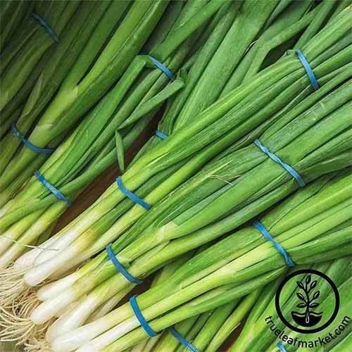 A close up square image of bunches of 'Evergreen' scallions in a pile. To the bottom right of the frame is a black circular logo with text.