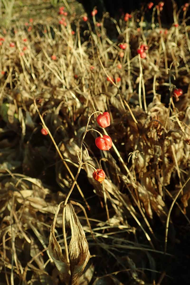 A close up vertical image of lily of the valley plants in fall, with bright red fruits and brown foliage, pictured in light evening sunshine.