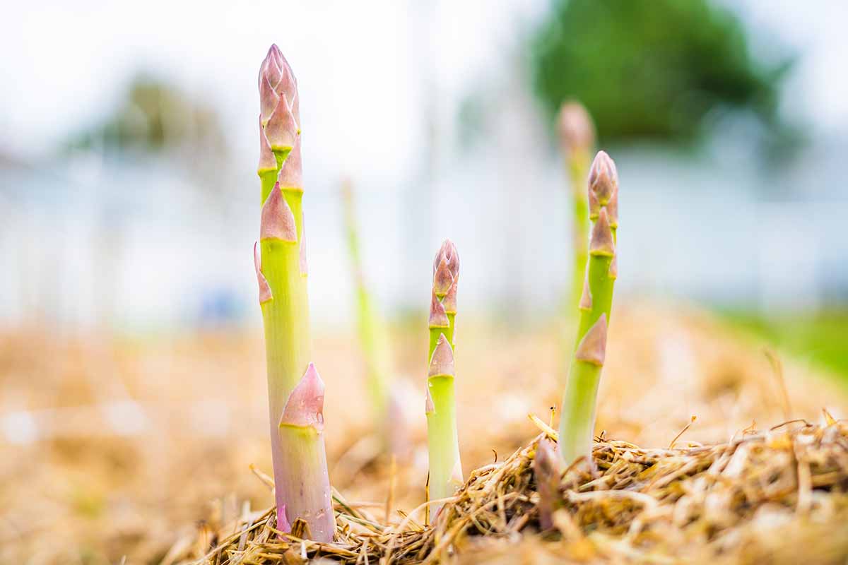 A close up horizontal image of large fat asparagus spears pushing through the ground in spring time.