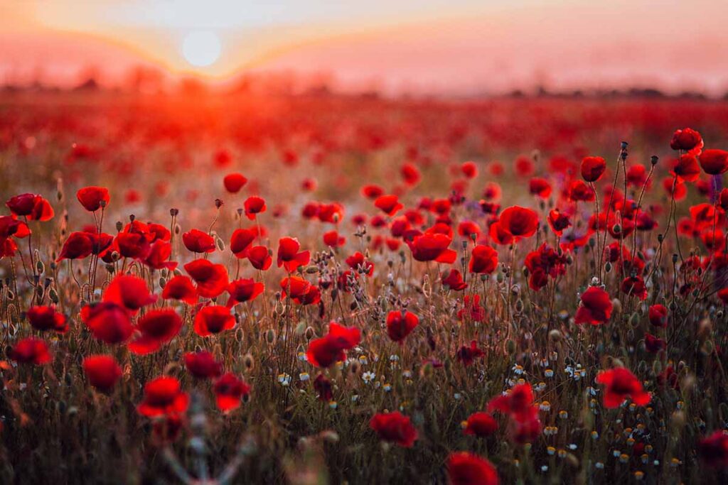A horizontal image of a large field of red poppies pictured at sunset.