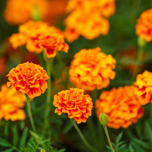 A close up square image of cheery orange 'Fiesta' marigolds growing in the garden pictured on a soft focus background.