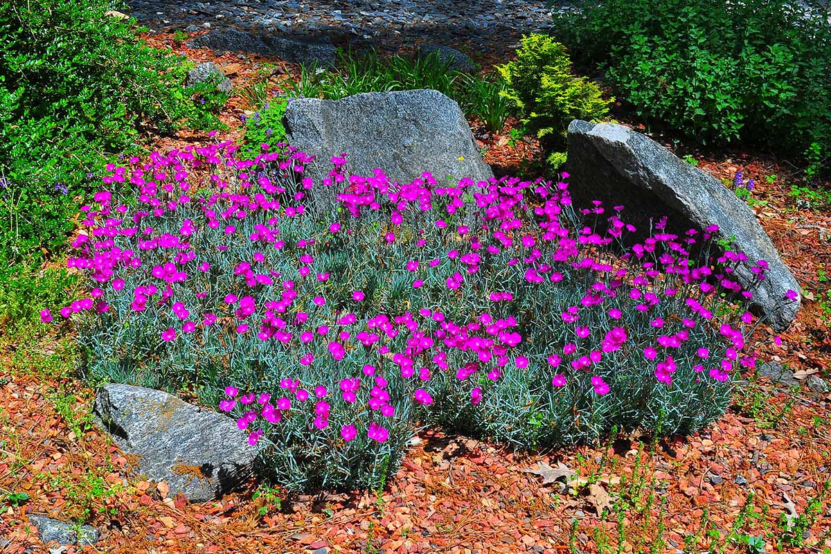 A horizontal image of a large clump of Diathus 'Firewitch' growing in a rock garden surrounded by mulch and other ground cover perennials.