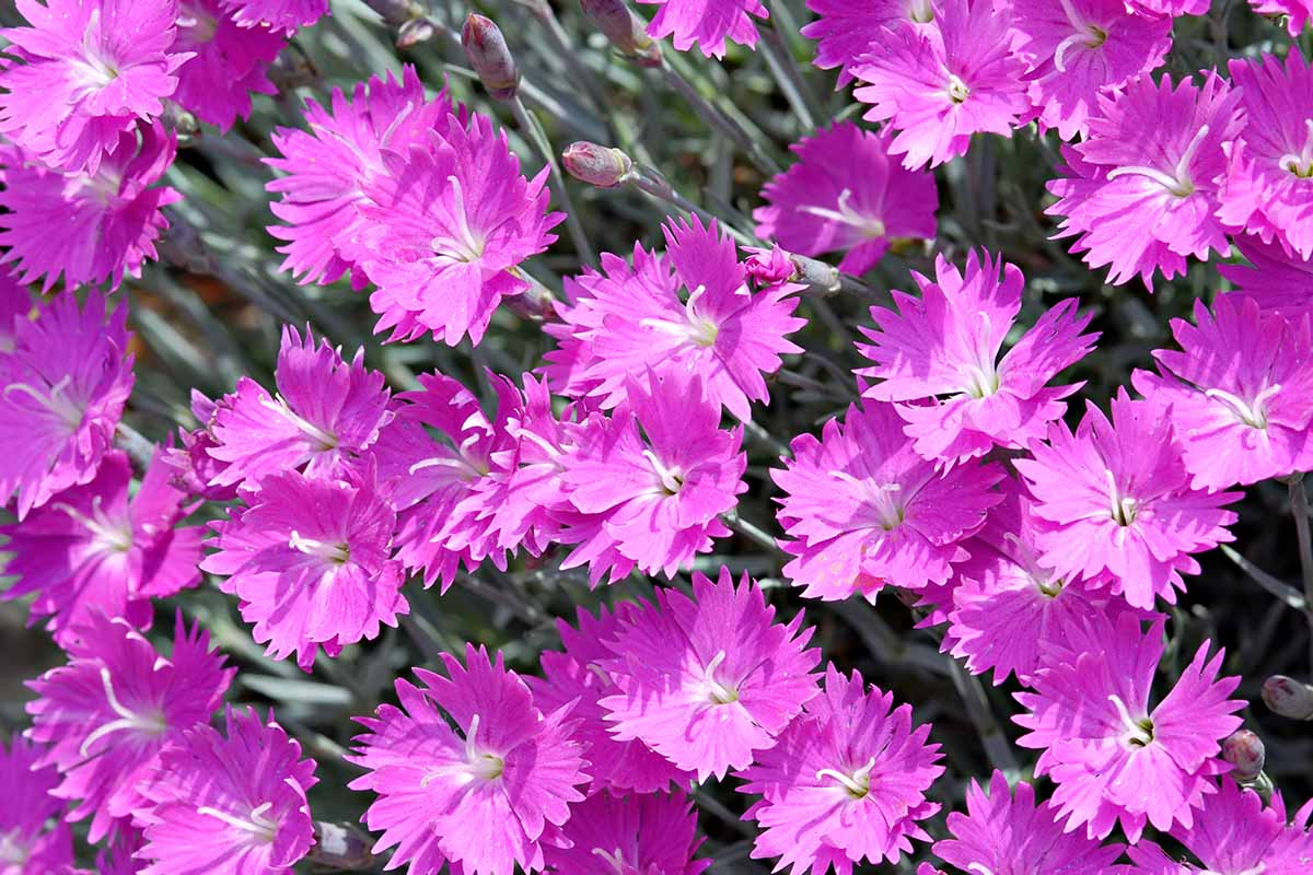 A close up horizontal image of the bright pink blooms of 'Firewitch' dianthus pictured in bright sunshine.