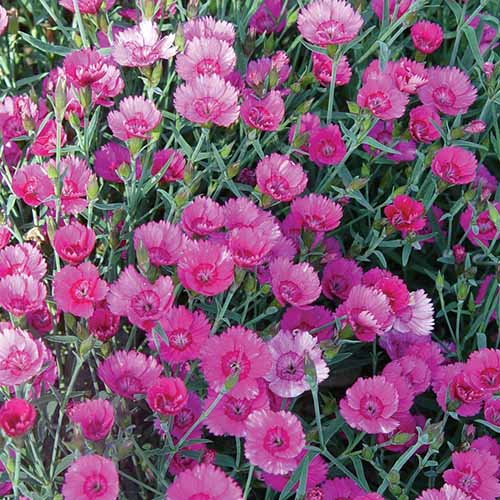 A close up square image of pink 'Firewitch' dianthus flowers growing en masse in the garden.