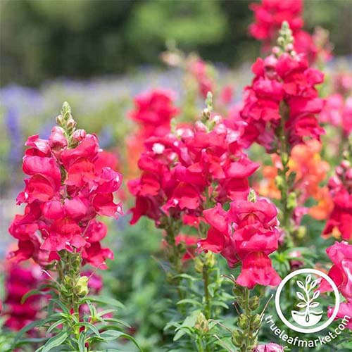 A square image of bright crimson Floral Showers snapdragons growing in the garden pictured on a soft focus background. To the bottom right of the frame is a white circular logo with text.
