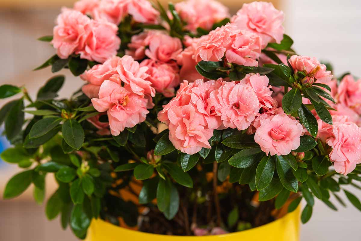 A close up horizontal image of a potted azalea with pink flowers growing indoors.