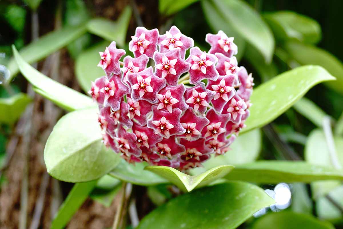 A close up horizontal image of a red and pink Hoya diversifolia flower pictured on a soft focus background.