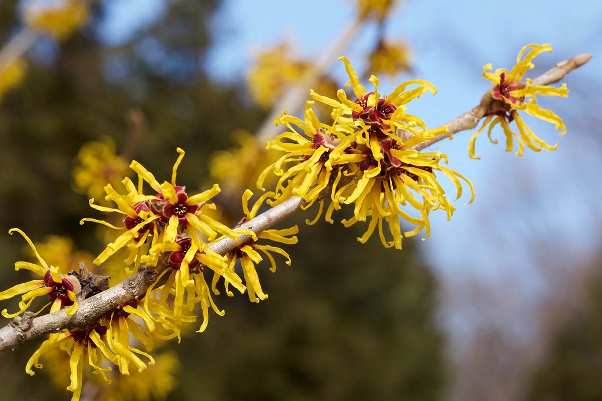 A close up horizontal image of yellow witch hazel flowers pictured on a soft focus background.
