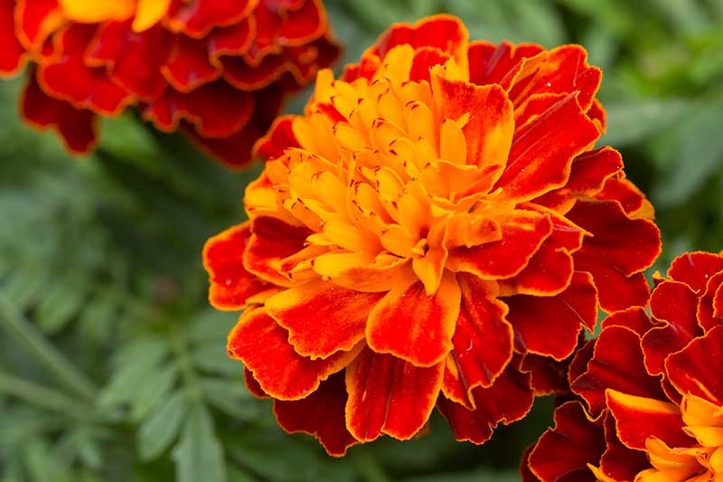 A close up horizontal image of brightly colored French marigolds (Tagetes patula) pictured on a soft focus background.