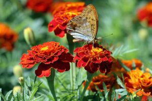 A close up horizontal image of a butterfly feeding from a red and yellow French marigold pictured in bright sunshine on a soft focus background.