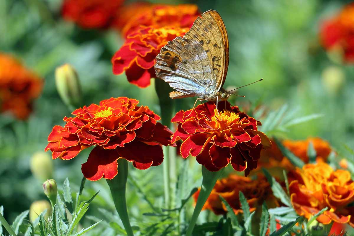 How to Grow and Care for French Marigolds | Gardener's Path