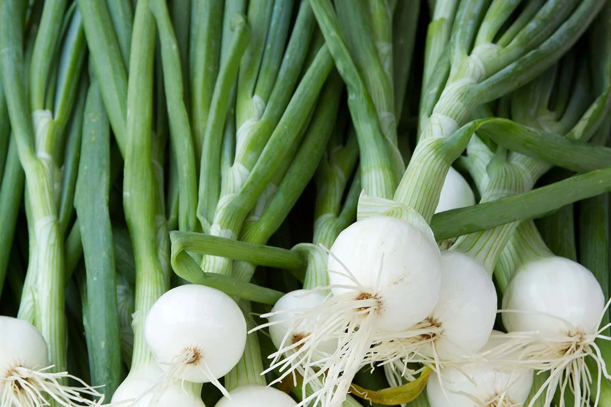 A close up horizontal image of fresh spring onions in a pile.