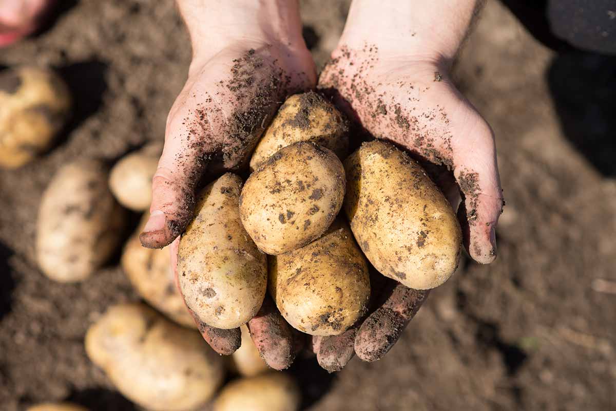 A close up horizontal image of two hands holding a pile of freshly dug potatoes pictured in light sunshine.