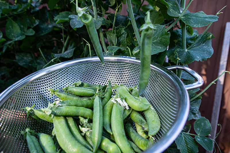 A close up horizontal image of a colander filled with freshly harvested beans with a plant in the background.