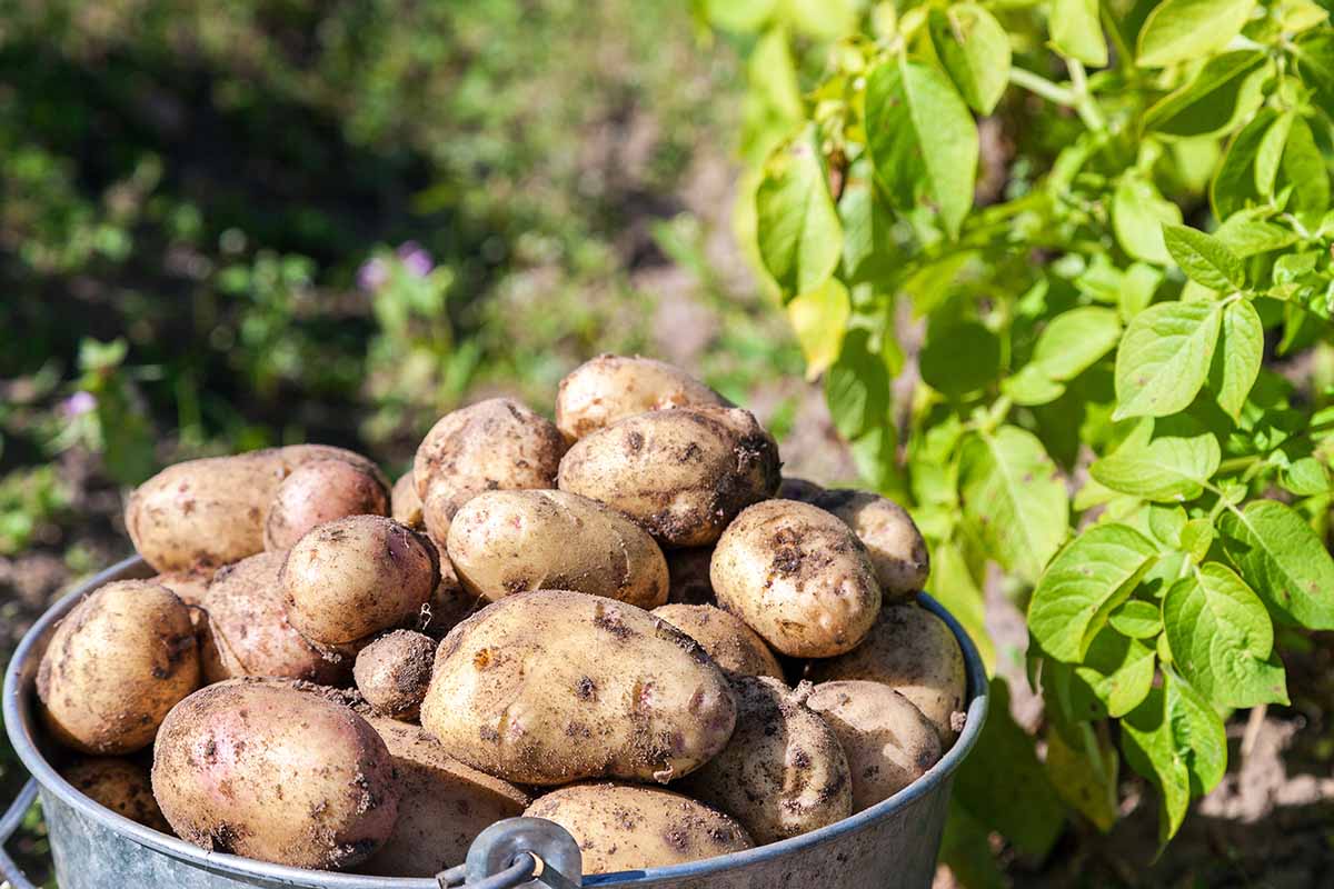 A close up horizontal image of a bucket of freshly harvested potatoes set on the ground in the garden in bright sunshine.