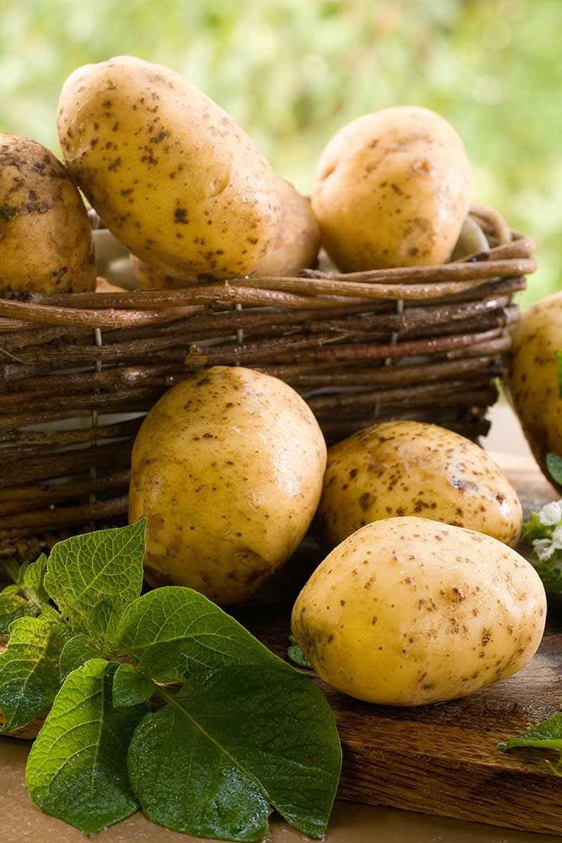 A close up vertical image of freshly harvested and cleaned potatoes set in a wicker basket and on a wooden surface.