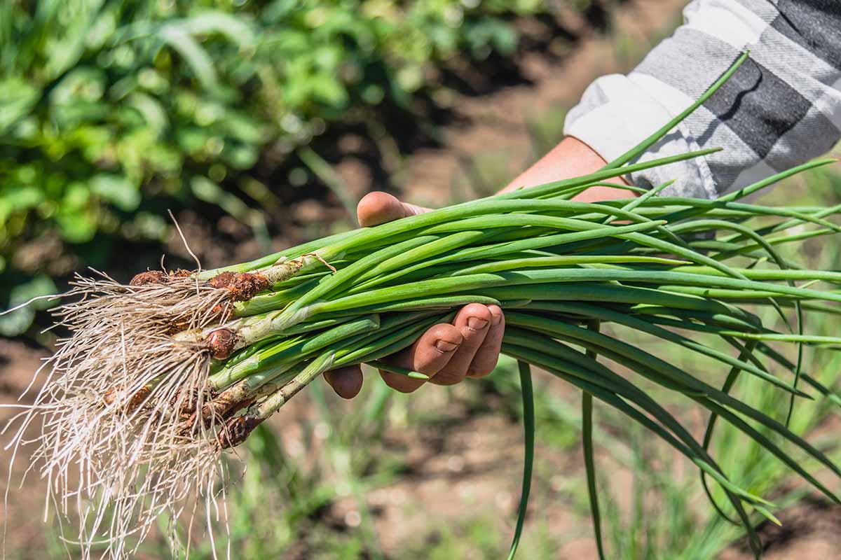A close up horizontal image of a hand from the right of the frame holding a bunch of freshly harvested scallions.