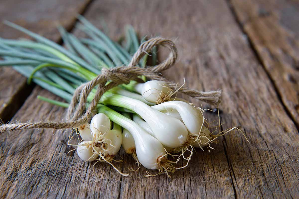 A close up horizontal image of a bunch of freshly harvested spring onions set on a wooden surface.
