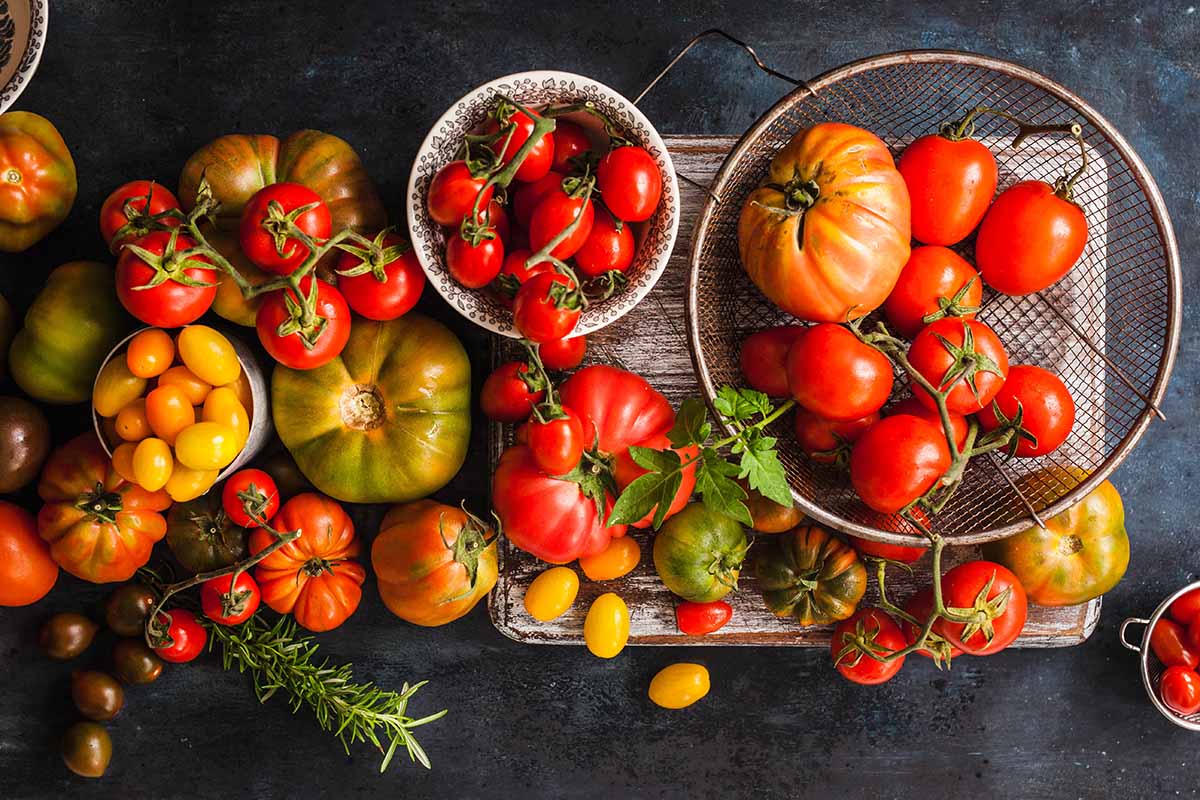 A top down close up picture of a large harvest of various different types of tomato in an array of colors, shapes, and sizes, set on a gray background.