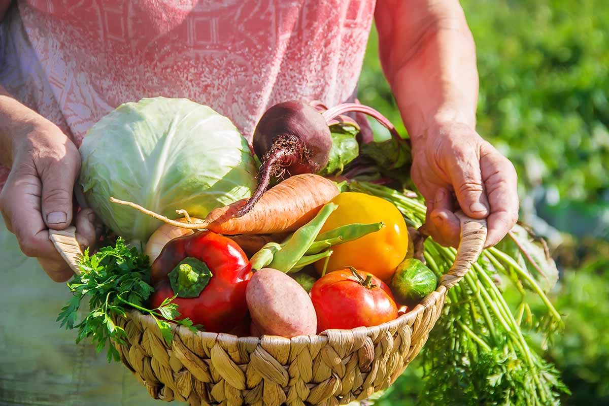 A close up horizontal image of a gardener holding a wicker basket filled with freshly harvested vegetables from the garden pictured in light sunshine.