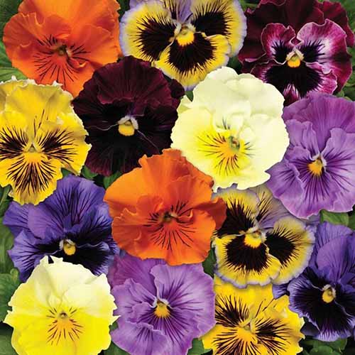 A close up square image of different colored pansies growing en mass in the garden.